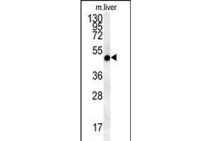 NI Antibody (N-term) (ABIN654036 and ABIN2843947) western blot analysis in mouse liver tissue lysates (15 μg/lane). (NIPAL4 anticorps  (N-Term))