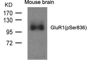 Western blot analysis of extracts from mouse brain and using GluR1(phospho-Ser836) Antibody. (Glutamate Receptor 1 anticorps  (pSer836))