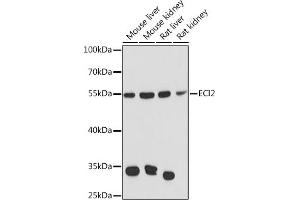 Western blot analysis of extracts of various cell lines, using ECI2 Rabbit pAb  at 1:3000 dilution. (PECI/ECI2 anticorps  (AA 1-364))