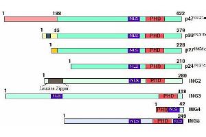Figure shows the structural features of the inhibitor of growth (ING) protein family members. (ING5 anticorps  (AA 127-140))