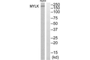 Western blot analysis of extracts from HepG2 cells, using MYLK antibody. (MYLK anticorps  (Internal Region))