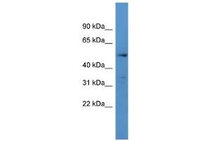 WB Suggested Anti-CYP24A1 Antibody Titration: 0.