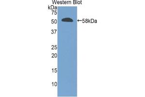 Western blot analysis of the recombinant protein. (GZMM anticorps  (AA 19-251))