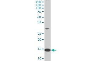 RPL36A monoclonal antibody (M02), clone 6H1. (RPL36A anticorps  (AA 7-106))