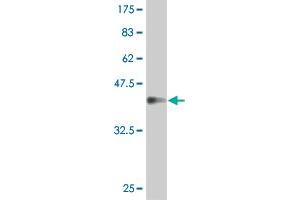 Western Blot detection against Immunogen (37. (IFNA1 anticorps  (AA 24-133))