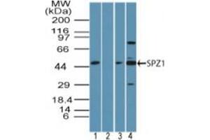 Image no. 2 for anti-Spermatogenic Leucine Zipper 1 (SPZ1) (AA 40-90) antibody (ABIN960358) (SPZ1 anticorps  (AA 40-90))