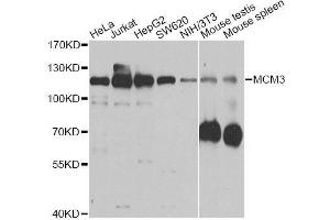 Western blot analysis of extracts of various cell lines, using MCM3 antibody.