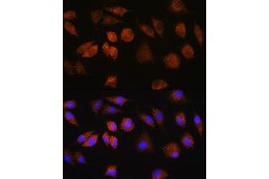 Immunofluorescence analysis of L929 cells using FD Rabbit pAb (ABIN7267116) at dilution of 1:100. (FAM3D anticorps  (AA 24-204))