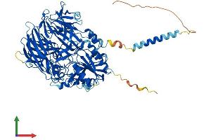 AlphaFold protein structure predicition of Human Recombinant DPP10 Protein, UniprotID Q8N608