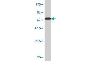 Western Blot detection against Immunogen (61. (PEX10 anticorps  (AA 1-326))