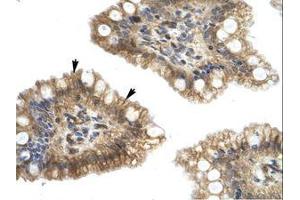 Image no. 1 for anti-Nucleobindin 2 (NUCB2) (AA 182-231) antibody (ABIN202477)