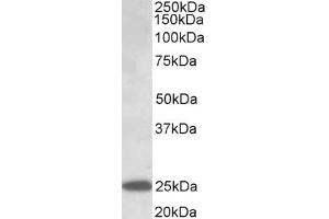 Image no. 1 for anti-Abhydrolase Domain Containing 14B (ABHD14B) (AA 188-200) antibody (ABIN1099769) (ABHD14B anticorps  (AA 188-200))