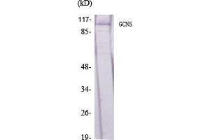 Western Blot (WB) analysis of specific cells using GCN5 Polyclonal Antibody. (KAT2A anticorps  (C-Term))