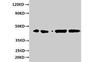 Western blot All lanes: ERGIC3 antibody at 2 μg/mL Lane 1: HepG2 whole cell lysate Lane 2: 293T whole cell lysate Lane 3: Hela whole cell lysate Lane 4: MCF-7 whole cell lysate Secondary Goat polyclonal to rabbit IgG at 1/10000 dilution Predicted band size: 44, 27 kDa Observed band size: 44 kDa