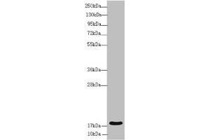 Western blot All lanes: RNF5 antibody at 3.