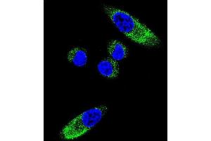 Confocal immunofluorescent analysis of CYP1A1 Antibody (Center) (ABIN392527 and ABIN2842082) with MDA-M cell followed by Alexa Fluor 488-conjugated goat anti-rabbit lgG (green).