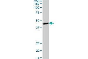 PRKAB1 monoclonal antibody (M07), clone 1D3.