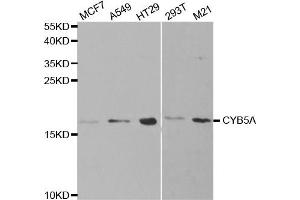 Western Blotting (WB) image for anti-Cytochrome B5 Type A (Microsomal) (CYB5A) antibody (ABIN1876589) (CYB5A anticorps)