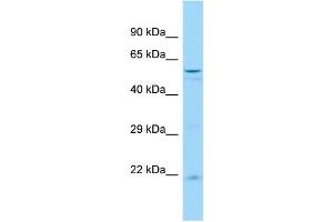 Host: Rabbit Target Name: Usp44 Sample Type: Rat Spleen lysates Antibody Dilution: 1.