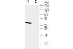 Western blot analysis of mouse brain lysate: - 1.