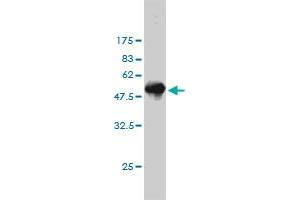Western Blot detection against Immunogen (50.