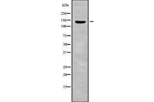 Western blot analysis of RAPH1 using 293 whole cell lysates (RAPH1 anticorps  (Internal Region))