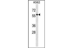 Western blot analysis of SEPT8 Antibody (C-term) Cat. (Septin 8 anticorps  (C-Term))