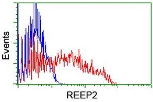 HEK293T cells transfected with either RC202507 overexpress plasmid (Red) or empty vector control plasmid (Blue) were immunostained by anti-REEP2 antibody (ABIN2455575), and then analyzed by flow cytometry.