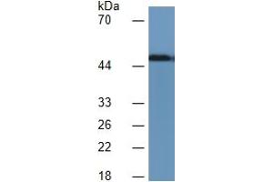 Rabbit Detection antibody from the kit in WB with Positive Control:  Sample Rat serum.