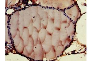 anti-Contactin 6 (CNTN6) (AA 706-812) antibody