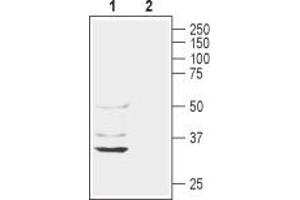 Western blot analysis of rat liver lysate: - 1. (AQP11 anticorps  (2nd Extracellular Loop))
