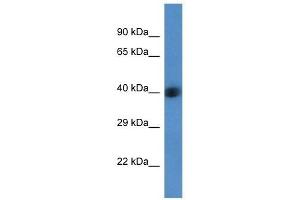 Western Blot showing AGPAT3 antibody used at a concentration of 1 ug/ml against Fetal Liver Lysate