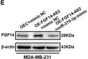 FGF14-AS2 regulates FGF14 expression by sponging miR-370-3p. (FGF14 anticorps  (AA 1-252))