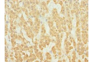 Immunohistochemistry of paraffin-embedded human adrenal gland tissue using ABIN7167252 at dilution of 1:100 (RAB23 anticorps  (AA 1-237))