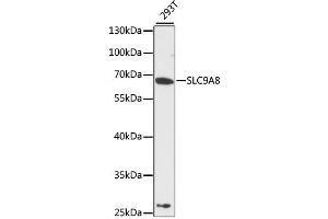 Western blot analysis of extracts of 293T cells, using SLC9A8 antibody (ABIN6292415) at 1:3000 dilution. (NHE8 anticorps)
