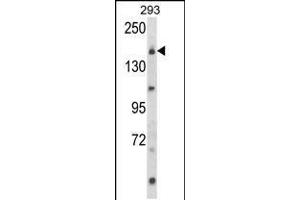 Western blot analysis of UNC13B Antibody in 293 cell line lysates (35ug/lane) (UNC13B anticorps  (AA 1062-1091))