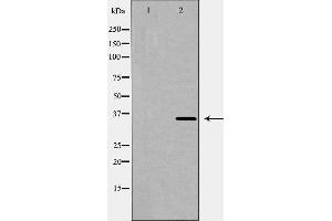 Western blot analysis of HO 2 expression in K562 cell lysate,The lane on the left is treated with the antigen-specific peptide. (HMOX2 anticorps  (Internal Region))