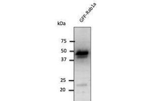 Anti-Rabl Ab at 1/1,000 däution, 293HEK transfectcd tysate at SO µg per Iane, Rabbit polycJonal to goat lµg (HRP) at 1/10,000 dilution. (RAB1A anticorps  (C-Term))