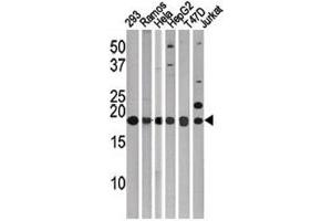 Western blot testing of LC3C antibody. (LC3C anticorps  (AA 1-30))