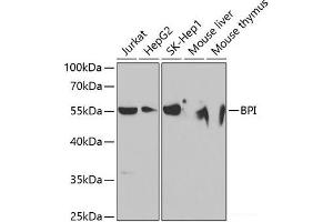 Western blot analysis of extracts of various cell lines using BPI Polyclonal Antibody at dilution of 1:1000. (BPI anticorps)