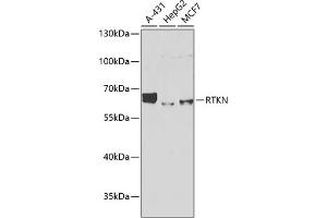 Western blot analysis of extracts of various cell lines, using RTKN antibody (ABIN6129097, ABIN6147290, ABIN6147292 and ABIN6222455) at 1:1000 dilution. (Rhotekin anticorps  (AA 254-513))