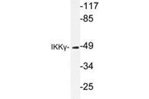 Western blot analysis of IKKγ antibody in extracts from 293 HepG2 cells. (IKBKG anticorps)