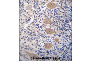 EP Antibody (C-term) 12971b immunohistochemistry analysis in formalin fixed and paraffin embedded human cerebellum tissue followed by peroxidase conjugation of the secondary antibody and DAB staining. (EAPP anticorps  (C-Term))