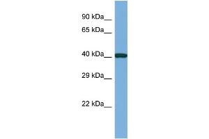 Host: Rabbit Target Name: CASS4 Sample Type: RPMI-8226 Whole Cell lysates Antibody Dilution: 1. (CASS4 anticorps  (N-Term))