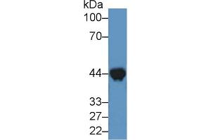 Western Blot; Sample: Mouse Heart lysate; ;Primary Ab: 2µg/ml Rabbit Anti-Canine CKM Antibody;Second Ab: 0. (CKM anticorps  (AA 11-367))
