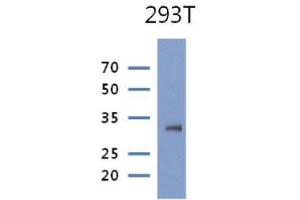 The cell lysate of 293T(30ug) were resolved by SDS-PAGE, transferred to PVDF membrane and probed with anti-human PRPS1 antibody (1:1000).