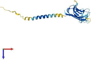 AlphaFold protein structure predicition of Mouse Recombinant Cd70 Protein, UniprotID O55237