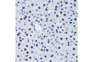 Immunohistochemistry of paraffin-embedded rat liver using BIRC7 antibody. (BIRC7 anticorps)