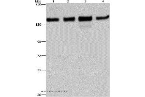 Western blot analysis of 293T, Hela, A172 and A549 cell, using GOLGA2 Polyclonal Antibody at dilution of 1:600 (Golgin A2 (GOLGA2) anticorps)