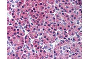 IHC analysis of human pancreas. (RIPK3 anticorps  (AA 480-530))